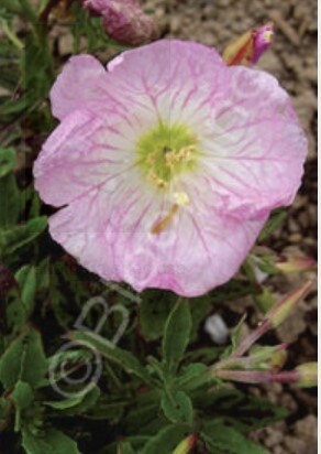 Evening Primrose Twilight QT