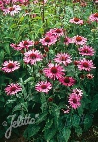 Coneflower RubyStar 1 gal