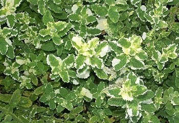Pineapple Mint Variegated 4.5&quot;