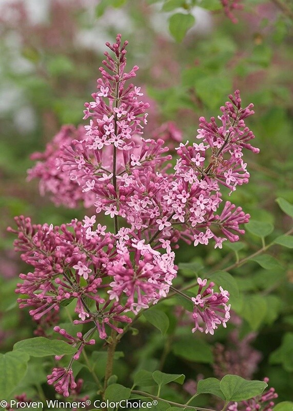 Lilac Bloomerange Pink Perfume 1 gal