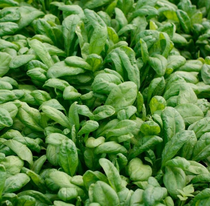 Spinach Corvair ORG Pak
