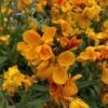 Wallflower SugarRushOrange 4&quot;