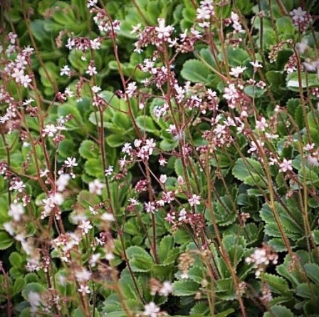 Saxifraga London Pride 4&quot;
