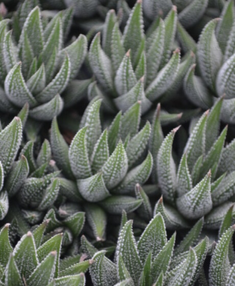 Haworthia  Vari. 4&quot;