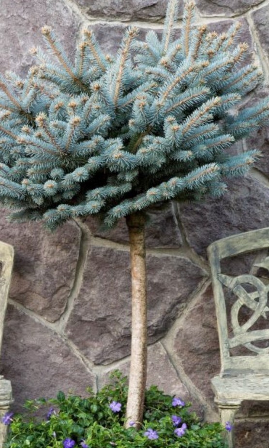 Blue Globe Spruce 5 gal grafted