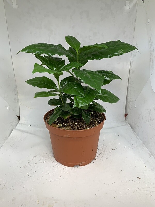 Coffee Plant 4&quot;