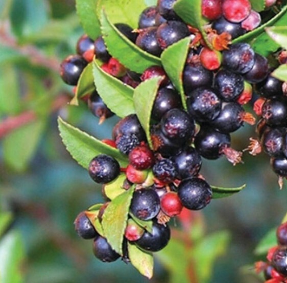 Huckleberry 'Native Star' 1 Gal