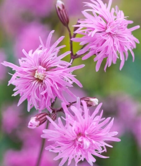 Lychnis Petite Jenny Qt