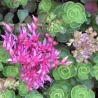 Sedum Dragon's Blood 4"