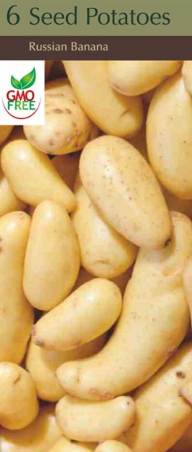 Russian Banana Organic