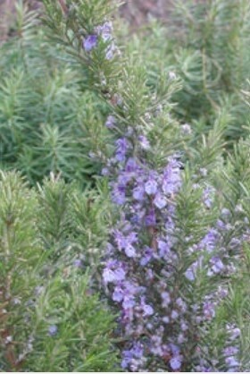 Rosemary Tuscan Blue Qt