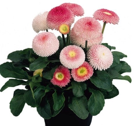 English  Daisy Straw&amp;Cream 4"