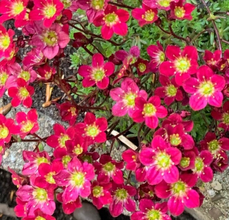 Saxifraga PixiPanRed 4&quot;