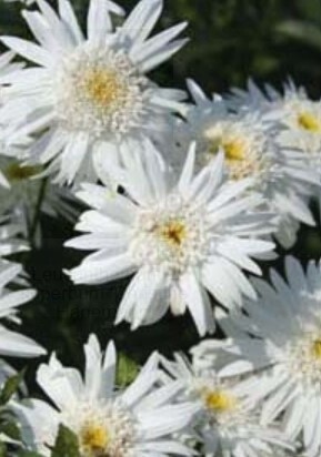 Shasta Daisy Chris Hag 1 gal