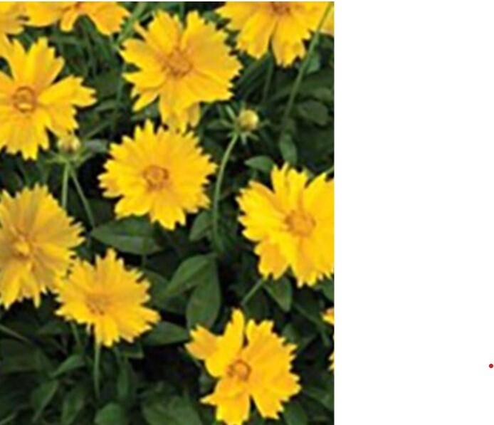 Coreopsis Sunshine 1 gal