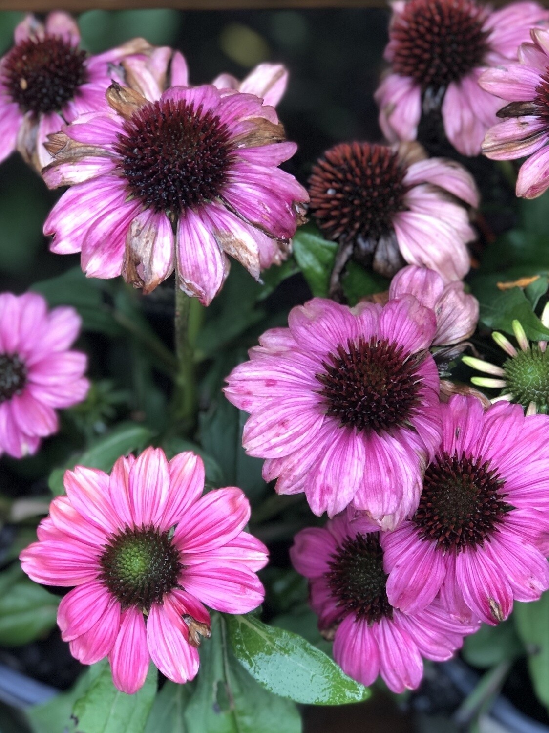 Cone Flower Pink 1 gallon