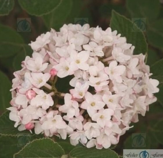 Viburnum Spice Baby 3 gal
