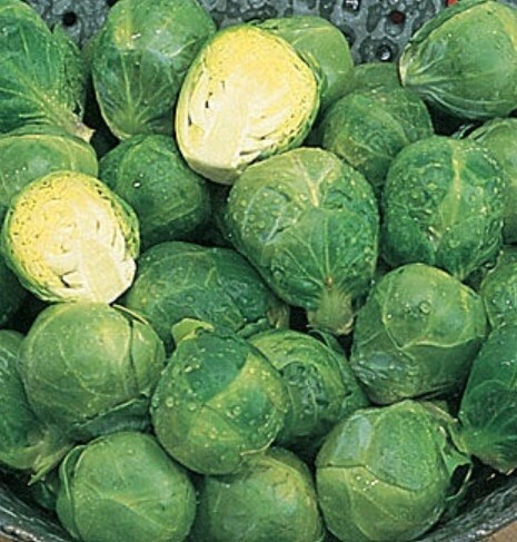Brussel Sprouts &#39;Long Island&#39;Pack