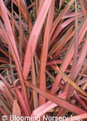 Phormium tenax 'Rainbow Sunrise' 1 gal