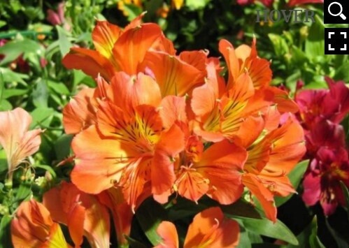 Alstroemeria Colorita Orange1 gal