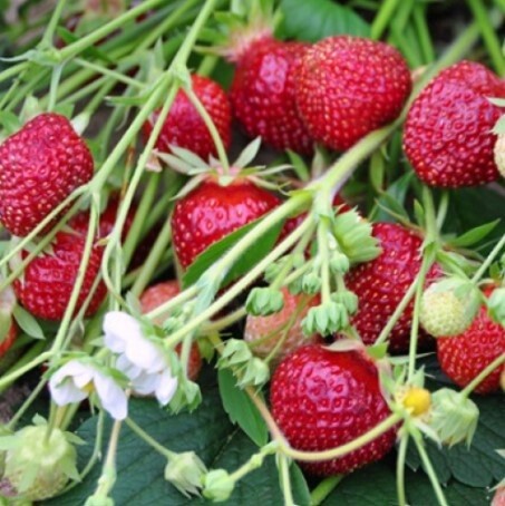 Strawberry X Raspberry Qt