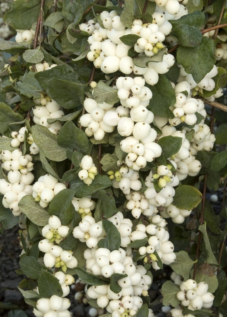 Snowberry Bright Fantasy 2  gal