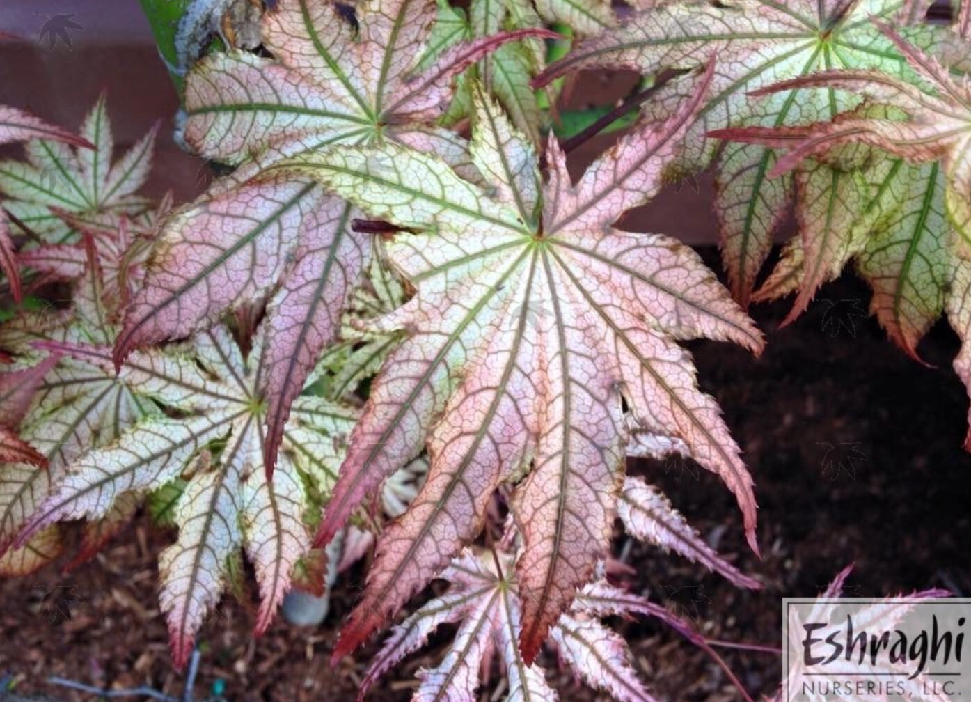 Japanese Maple Peaches 1 gal