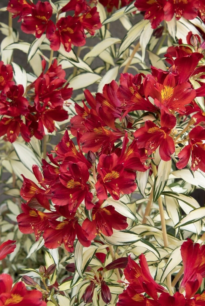 Alstroemeria Rock &amp; Roll 2 gal
