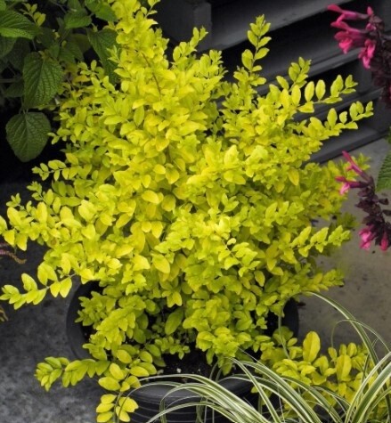 Ligustrum Sunshine 1 gal looks