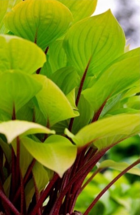 Hosta Fire Island 1 gal