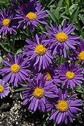 Aster alpine darkbeauty 4&quot;