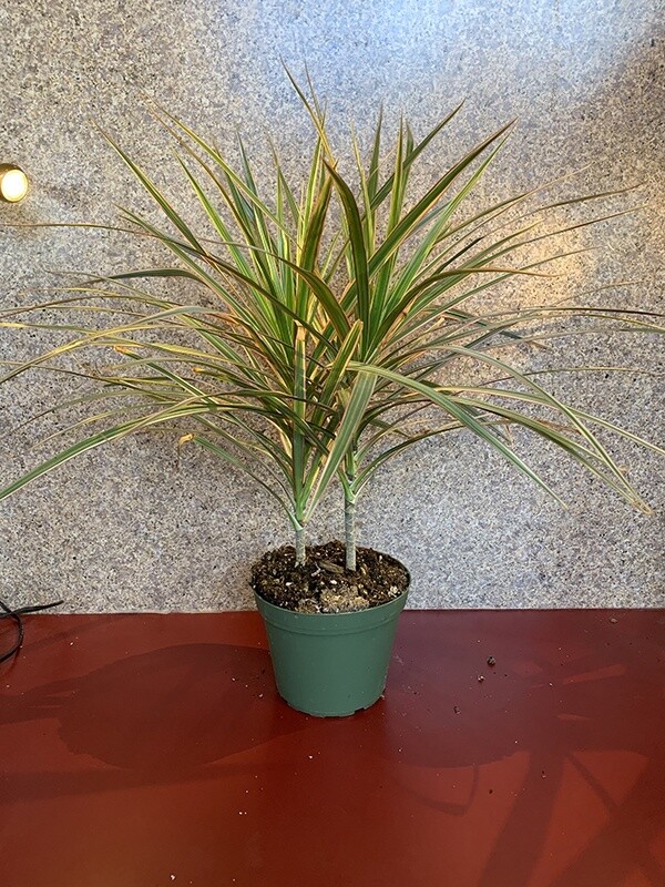 Dracaena Dragon Tree 6"