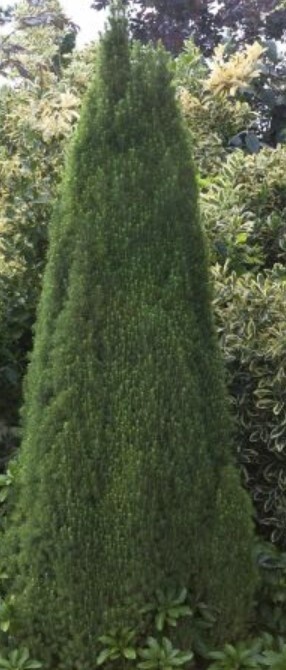 Dwf Alberta Spruce 1 gal
