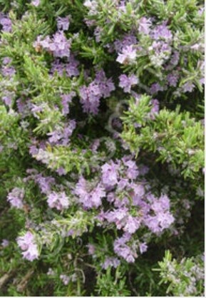 Rosemary Majorca Pink QT