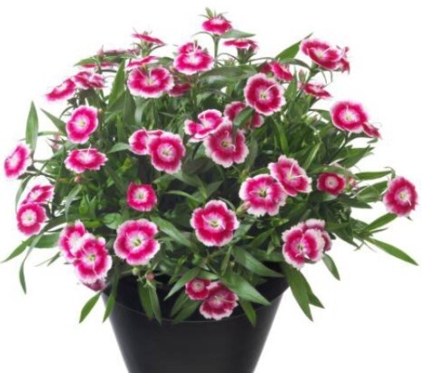 Dianthus Olivia Bella QT