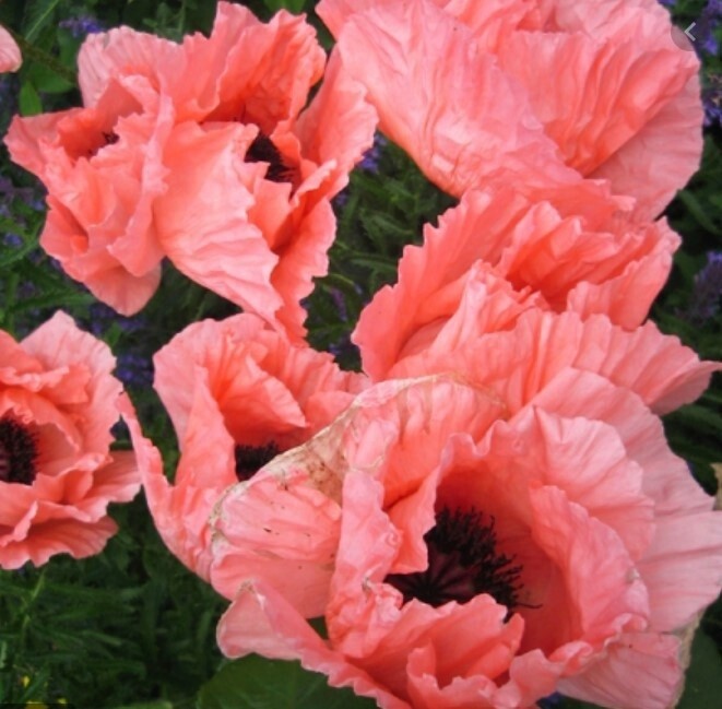 Poppy Oriental Coral Reef 4&quot;