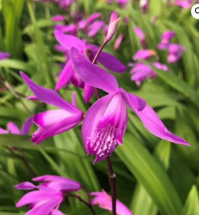 Bletilla  &#39;Shi-ran&#39;  Ground Orchid QT