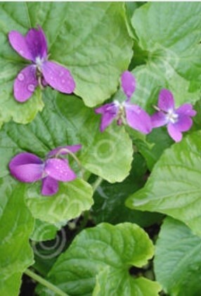 Violet Royal Robe 4"