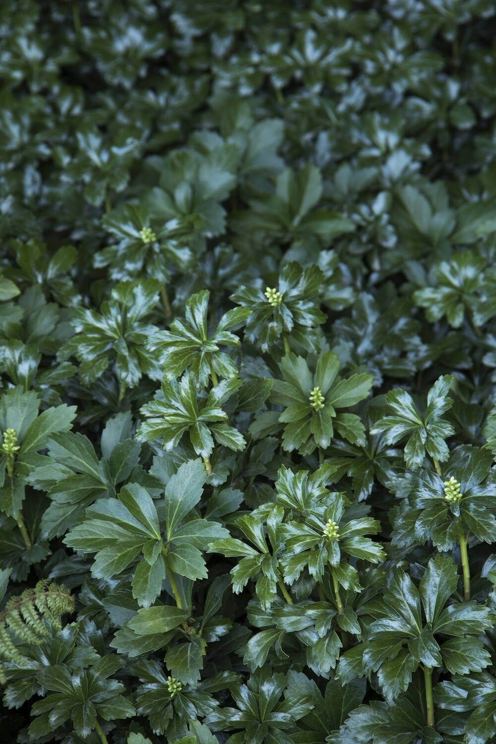Japanese Spurge 4.5&quot;