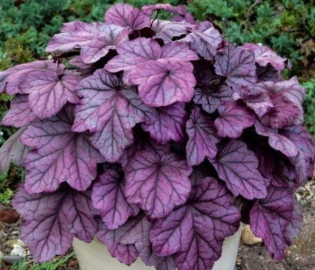 Heuchera Pink Panther QT