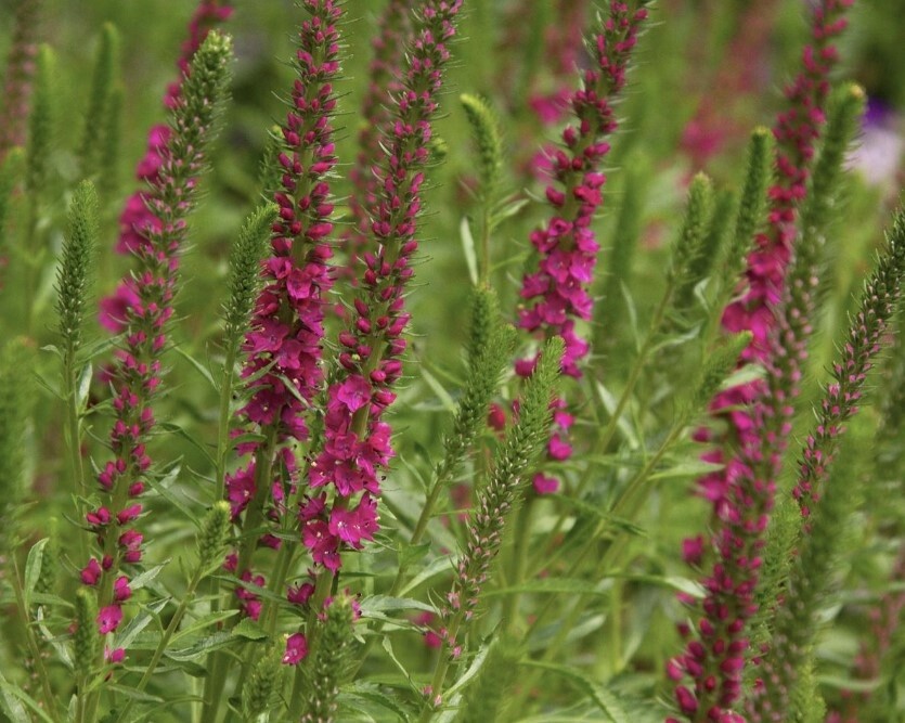 Veronica red fox  4&quot;