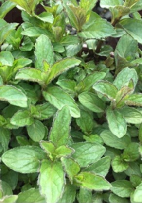 Mint Swiss Ricola 4&quot;