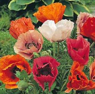Poppy Oriental Harem 4&quot;