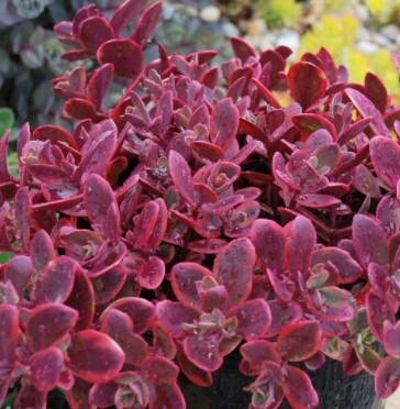 Sedum Sunsparkler Wildfire 4&quot;