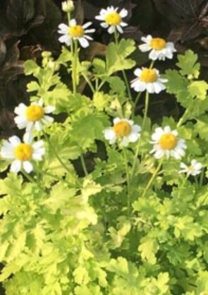 Feverfew Gold 4&quot;