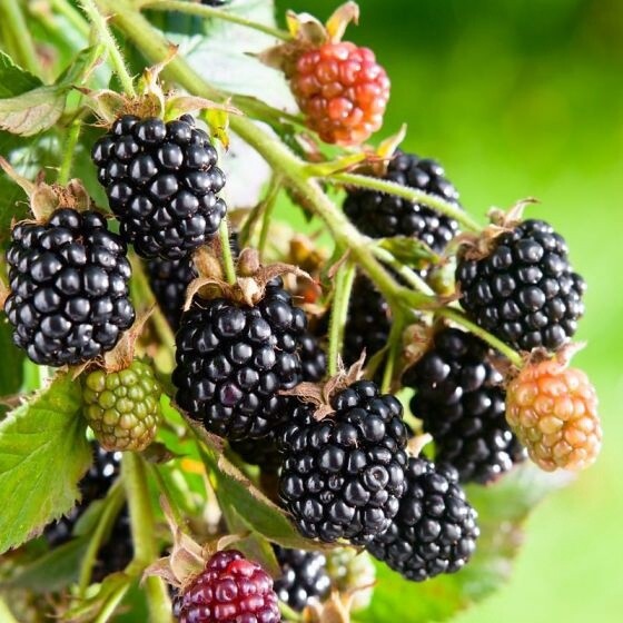Blackberry 'BlackSatin' Qt