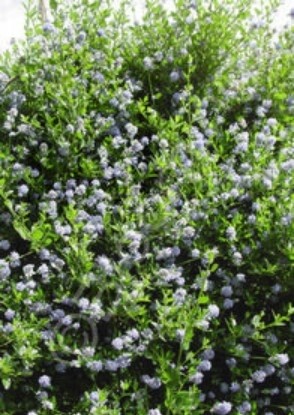 Ceanothus Victoria 1 gal