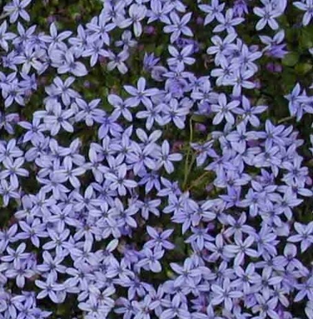 Blue Star Kelsey Blue 4"