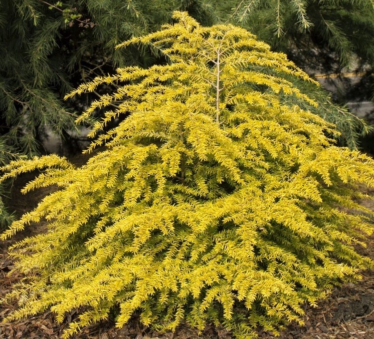 Golden Duchess® Eastern Hemlock 2 GAL