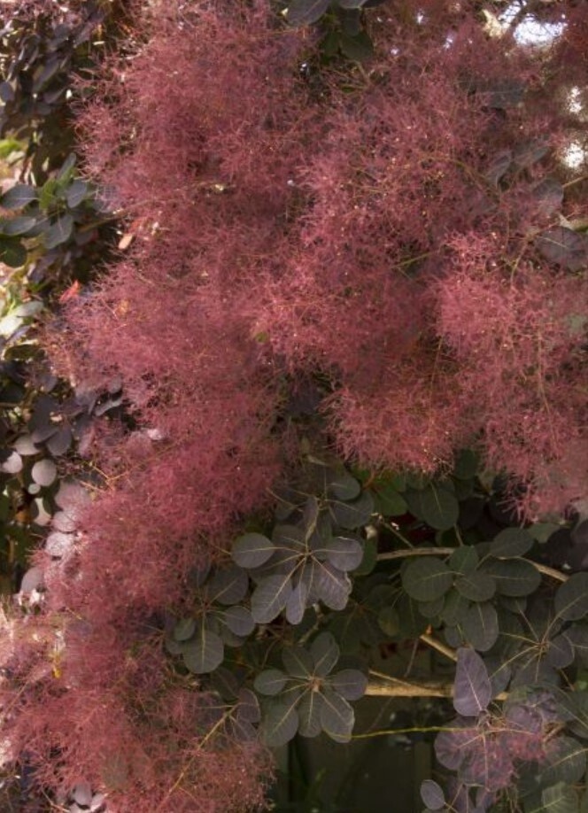 Purple Smoke Bush 2 gal